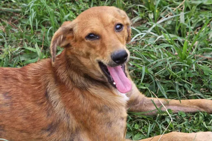 Cachorro ra a SRD idade 2 anos nome LILA