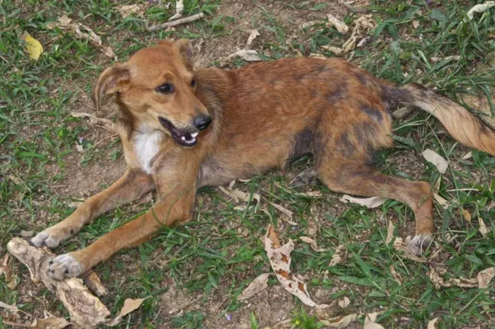 Cachorro ra a SRD idade 2 anos nome LILA