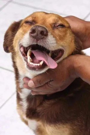 Cachorro raça SRD idade 4 anos nome YARA