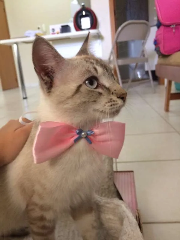 Gato ra a Sem raça idade 7 a 11 meses nome Sem Nome 