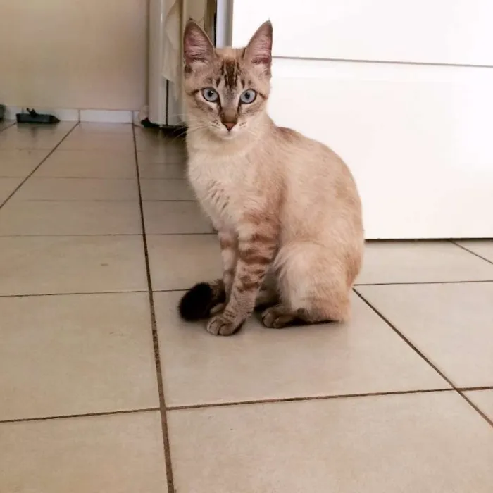 Gato ra a Sem raça idade 7 a 11 meses nome Sem Nome 