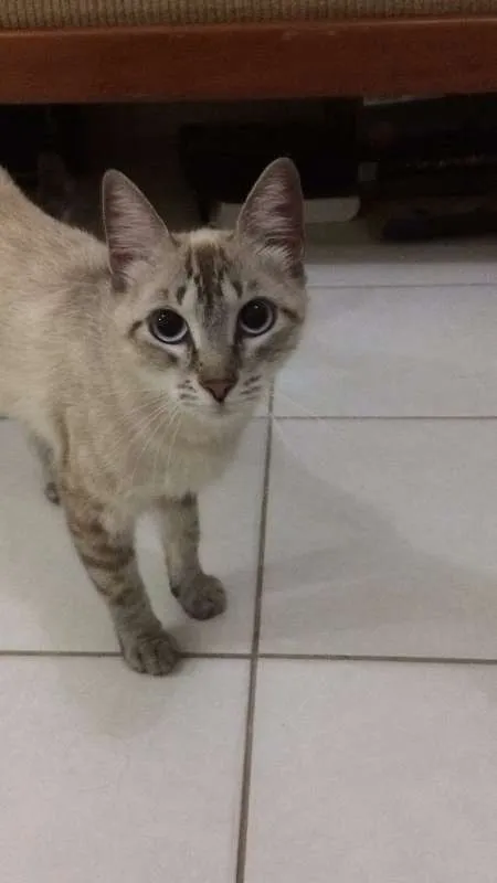 Gato ra a Sem raça idade 7 a 11 meses nome Sem Nome 