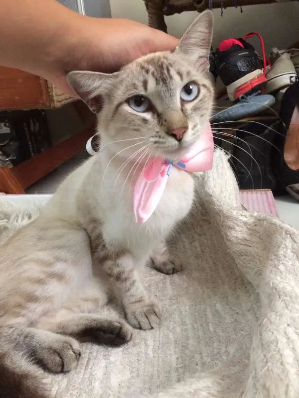 Gato ra a Sem raça idade 7 a 11 meses nome Sem Nome 