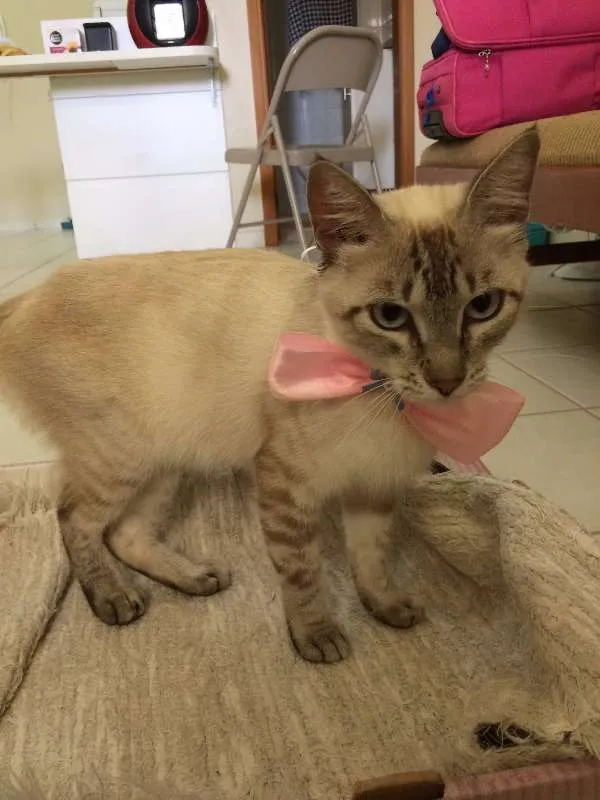 Gato ra a Sem raça idade 7 a 11 meses nome Sem Nome 