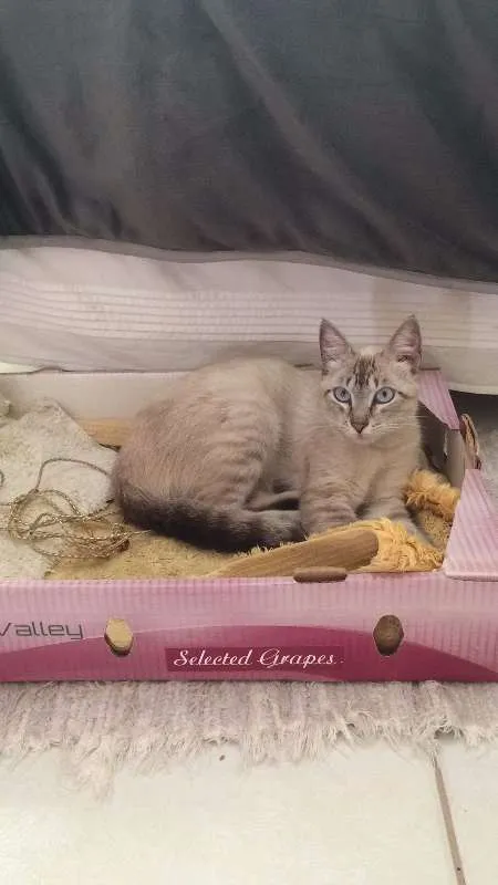 Gato ra a Sem raça idade 7 a 11 meses nome Sem Nome 