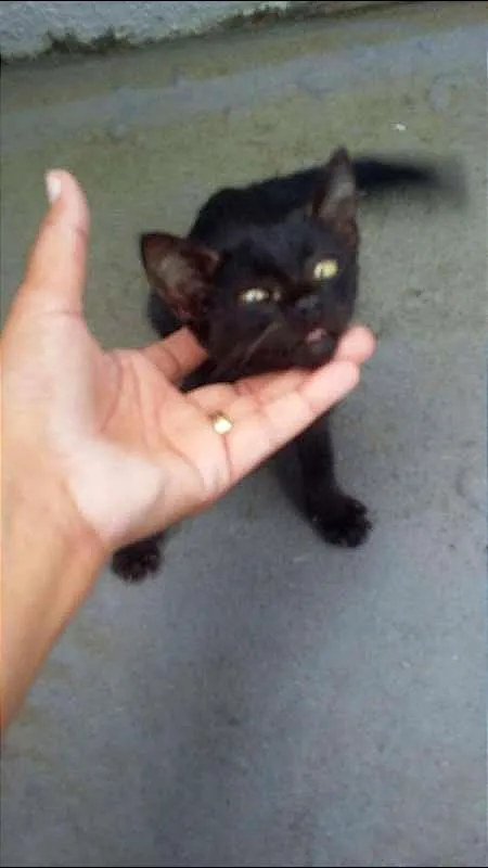 Gato ra a viralatinha idade Abaixo de 2 meses nome BATMAN