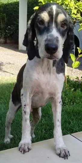 Cachorro ra a Cocker e outro idade 1 ano nome Jack