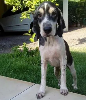 Cachorro raça Cocker e outro idade 1 ano nome Jack