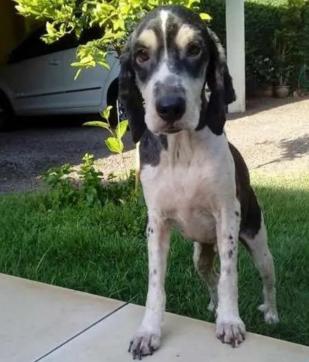 Cachorro ra a Cocker e outro idade 1 ano nome Jack