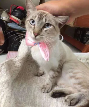 Gato raça Sem raça idade 7 a 11 meses nome Sem Nome 