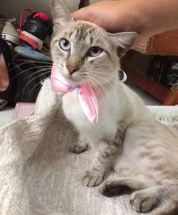 Gato ra a Sem raça idade 7 a 11 meses nome Sem Nome 