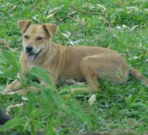 Cachorro raça SRD idade  nome DIDI