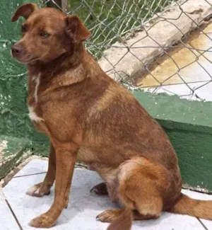 Cachorro raça SRD idade 3 anos nome ZELDA