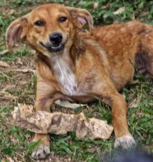 Cachorro raça SRD idade 2 anos nome LILA