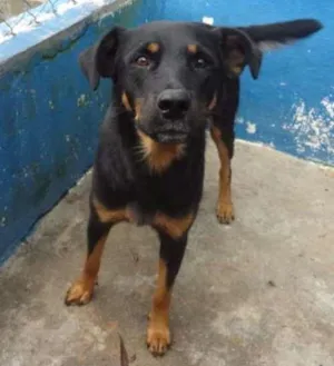 Cachorro raça SRD idade 2 anos nome FALCÃO