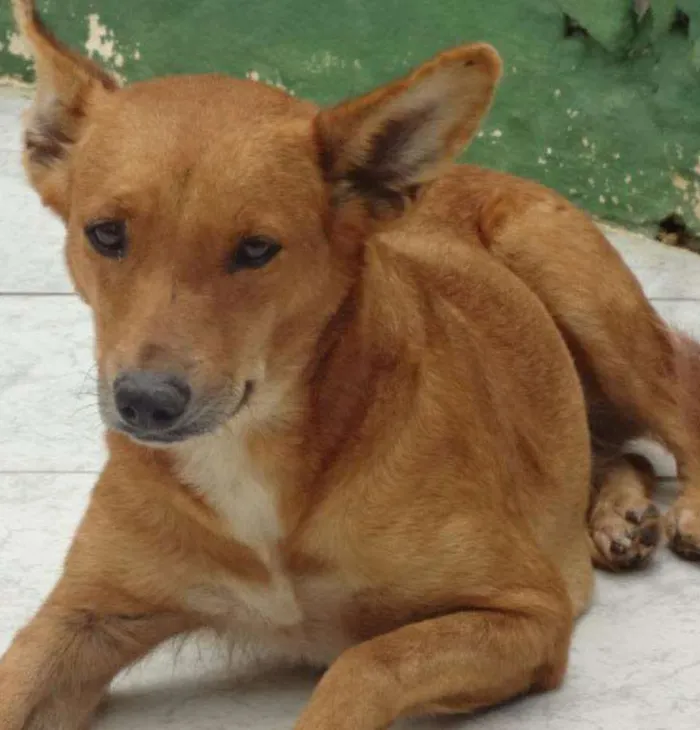 Cachorro ra a SRD idade 3 anos nome AMELIA