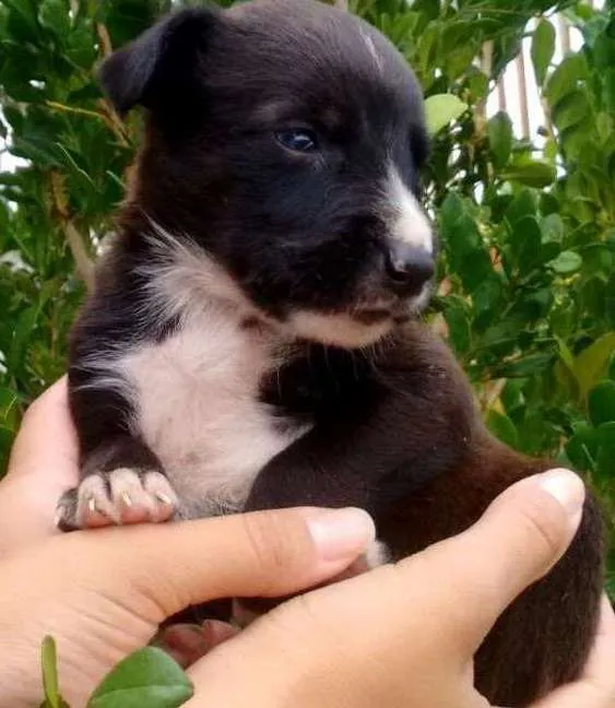 Cachorro ra a Sem raça definida idade Abaixo de 2 meses nome Filhote