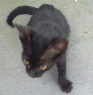 Gato raça viralatinha idade Abaixo de 2 meses nome BATMAN