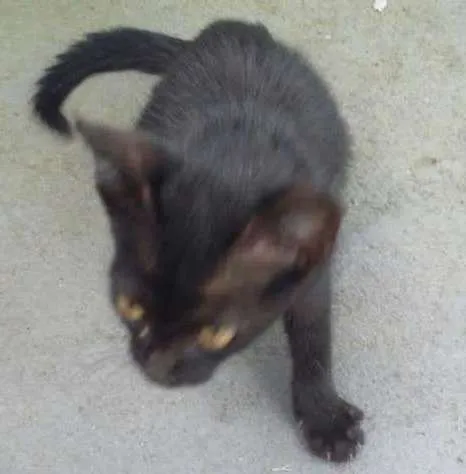 Gato ra a viralatinha idade Abaixo de 2 meses nome BATMAN