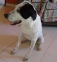 Branquinha