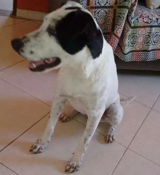 Cachorro ra a SRD idade 7 a 11 meses nome Branquinha