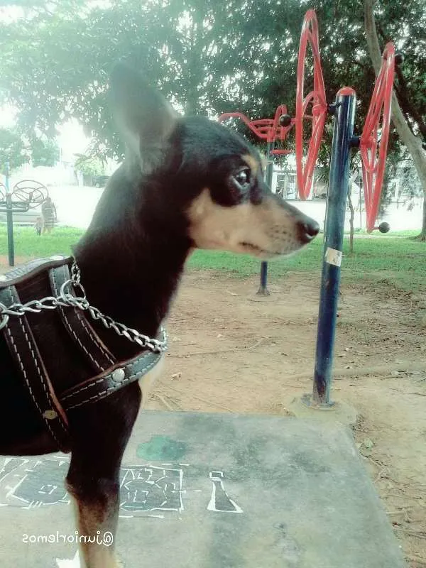 Cachorro ra a chihuahua idade 3 anos nome Lucas