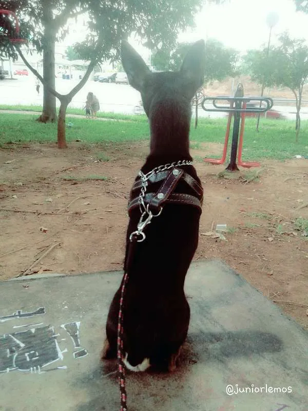 Cachorro ra a chihuahua idade 3 anos nome Lucas