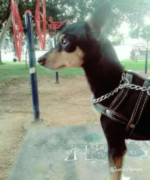 Cachorro raça chihuahua idade 3 anos nome Lucas