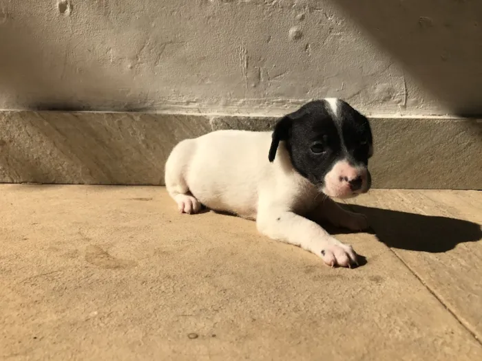 Cachorro ra a Vira-lata idade Abaixo de 2 meses nome Sem nome