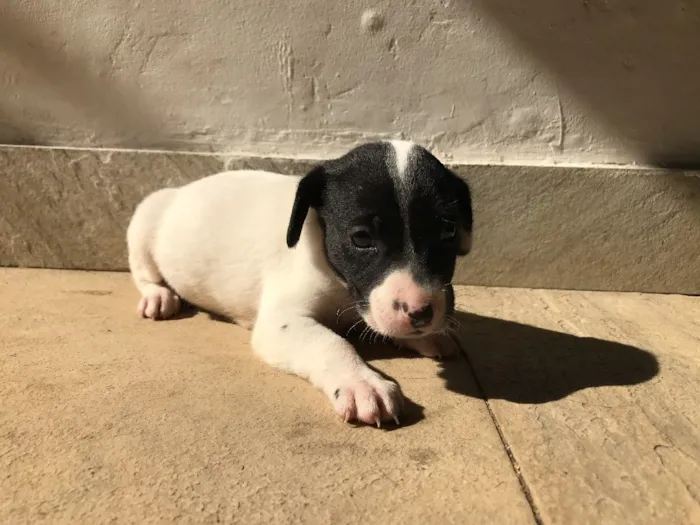 Cachorro ra a Vira-lata idade Abaixo de 2 meses nome Sem nome