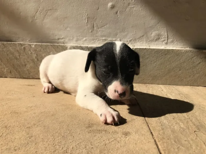 Cachorro ra a Vira-lata idade Abaixo de 2 meses nome Sem nome