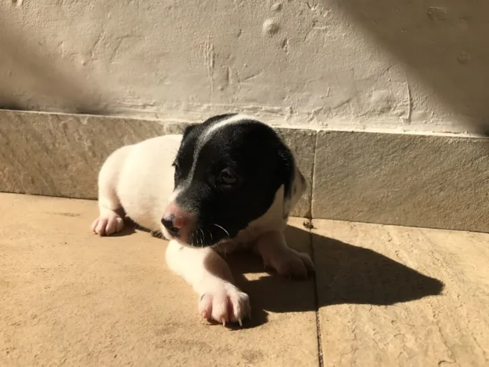 Cachorro ra a Vira-lata idade Abaixo de 2 meses nome Sem nome