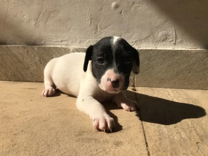 Cachorro ra a Vira-lata idade Abaixo de 2 meses nome Sem nome
