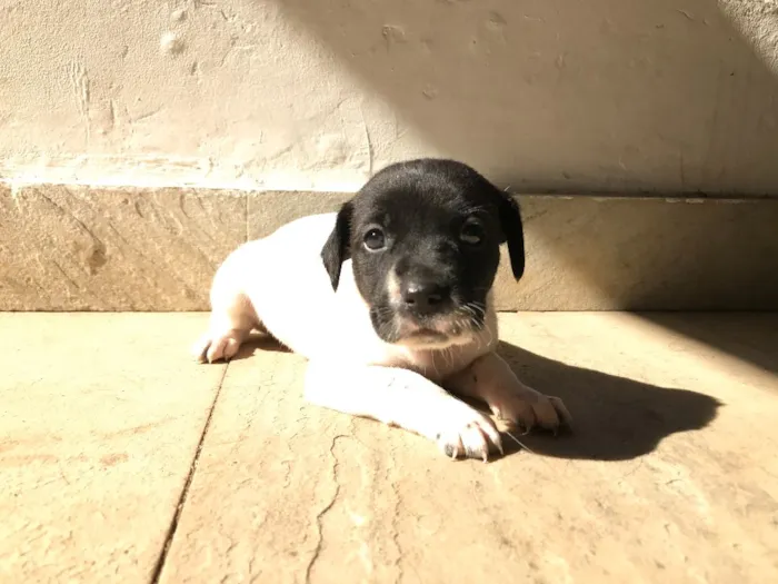 Cachorro ra a Vira-lata idade Abaixo de 2 meses nome Sem nome