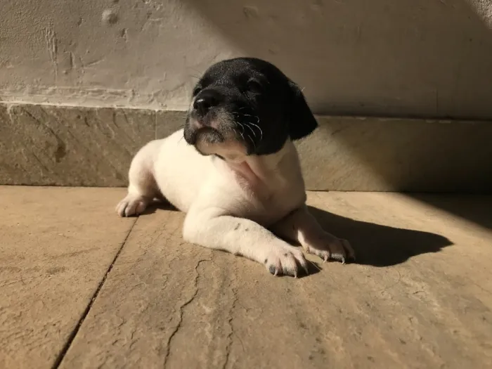 Cachorro ra a Vira-lata idade Abaixo de 2 meses nome Sem nome