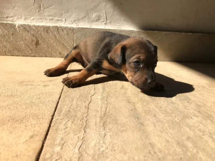 Cachorro ra a Vira-lata idade Abaixo de 2 meses nome Sem nome