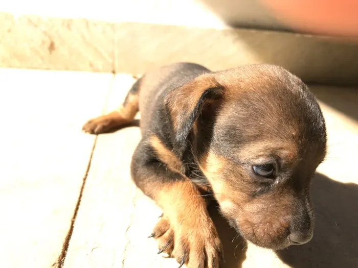 Cachorro ra a Vira-lata idade Abaixo de 2 meses nome Sem nome