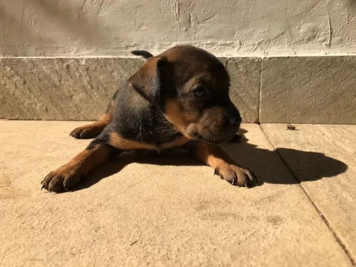 Cachorro ra a Vira-lata idade Abaixo de 2 meses nome Sem nome