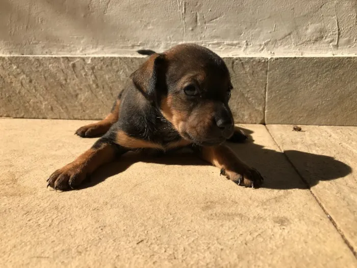Cachorro ra a Vira-lata idade Abaixo de 2 meses nome Sem nome