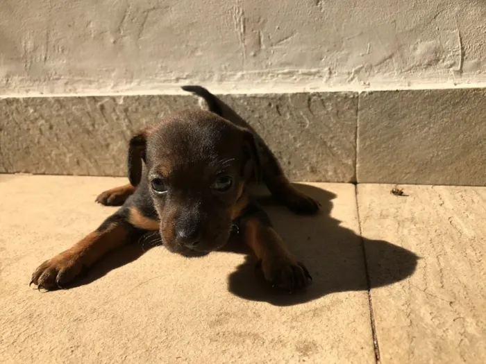 Cachorro ra a Vira-lata idade Abaixo de 2 meses nome Sem nome
