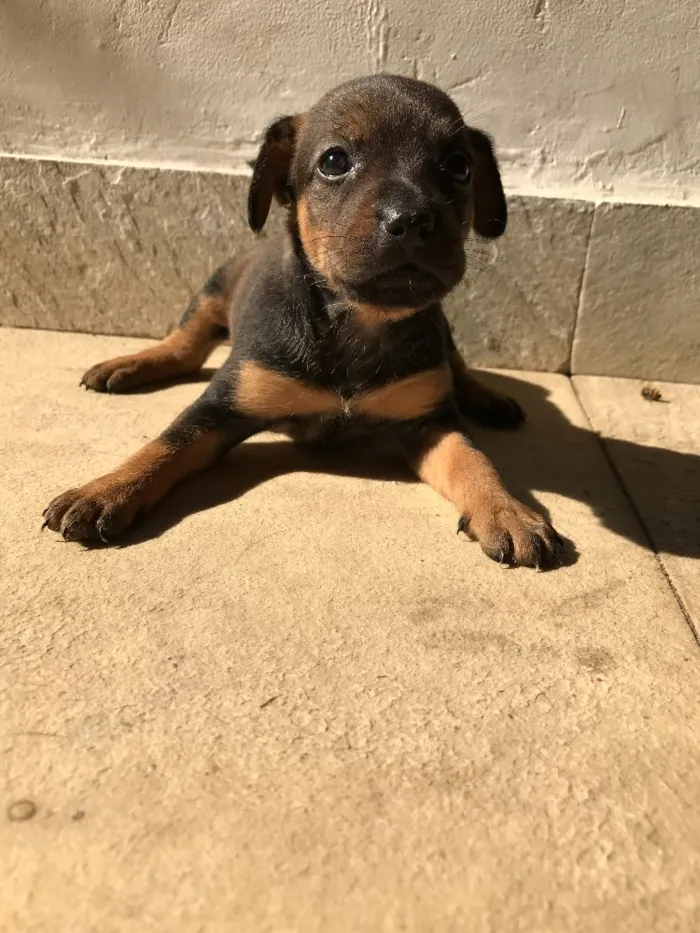 Cachorro ra a Vira-lata idade Abaixo de 2 meses nome Sem nome