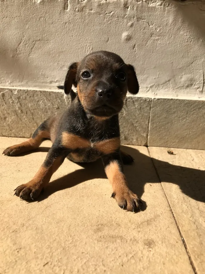 Cachorro ra a Vira-lata idade Abaixo de 2 meses nome Sem nome