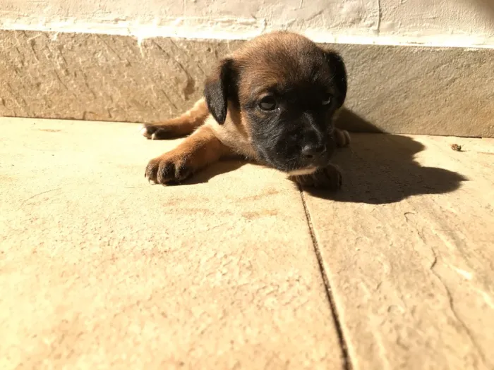 Cachorro ra a Vira-lata idade Abaixo de 2 meses nome Sem nome