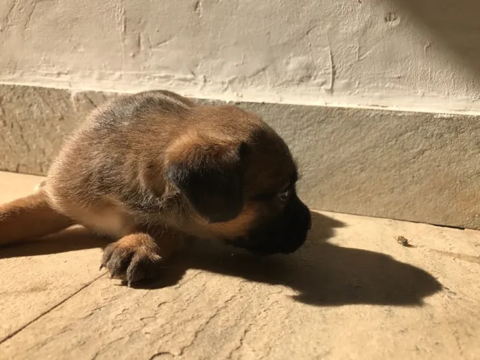 Cachorro ra a Vira-lata idade Abaixo de 2 meses nome Sem nome