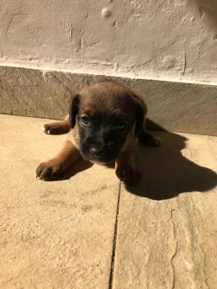 Cachorro ra a Vira-lata idade Abaixo de 2 meses nome Sem nome