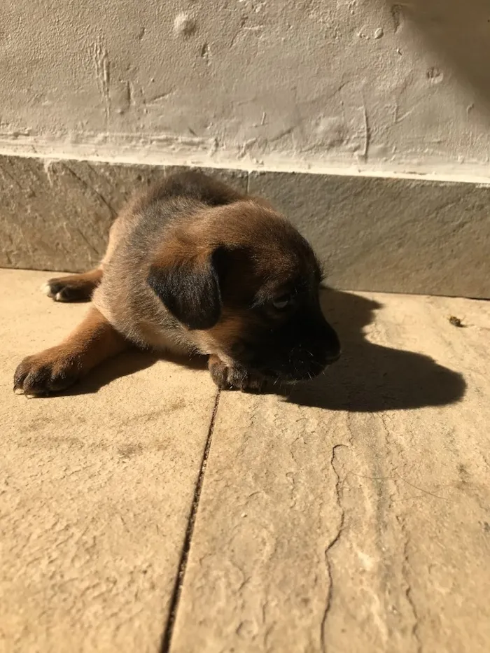 Cachorro ra a Vira-lata idade Abaixo de 2 meses nome Sem nome
