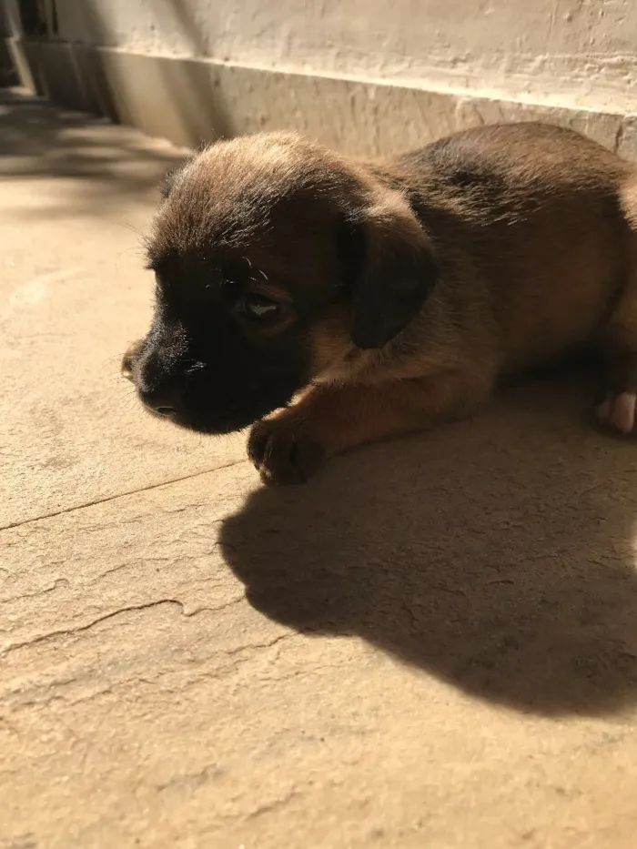 Cachorro ra a Vira-lata idade Abaixo de 2 meses nome Sem nome