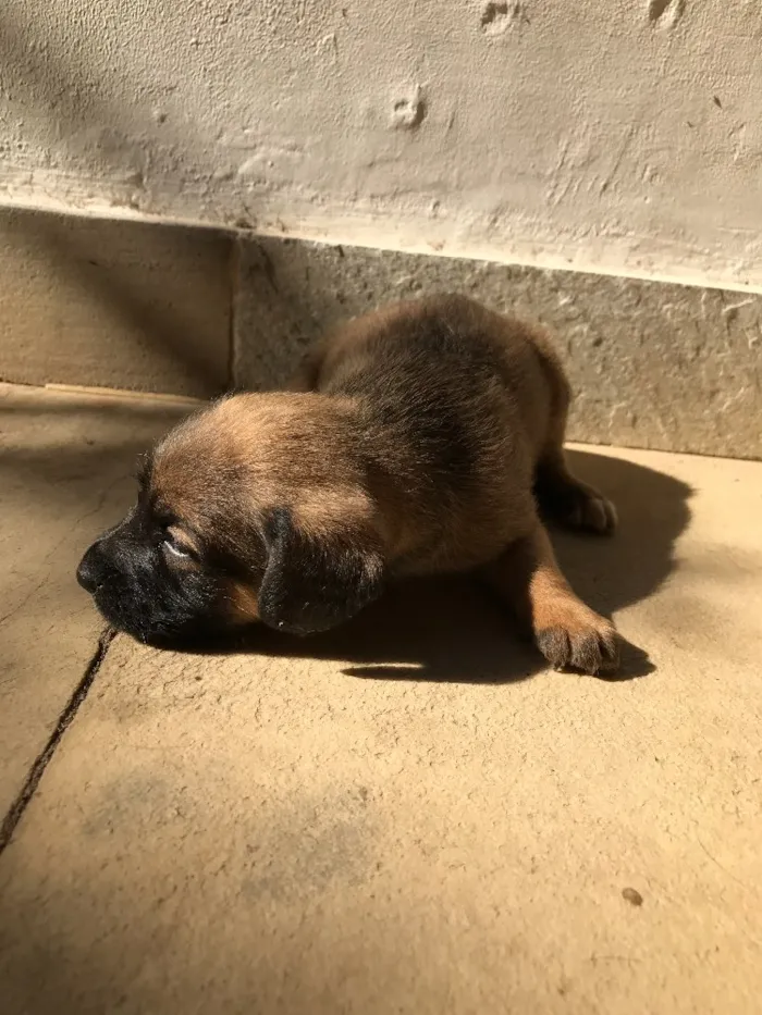 Cachorro ra a Vira-lata idade Abaixo de 2 meses nome Sem nome
