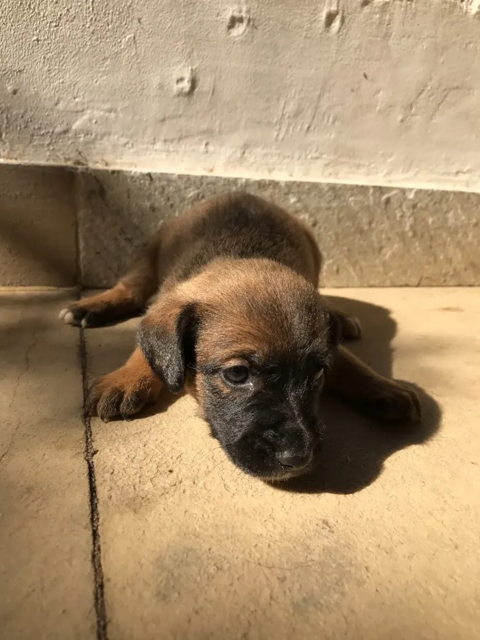 Cachorro ra a Vira-lata idade Abaixo de 2 meses nome Sem nome