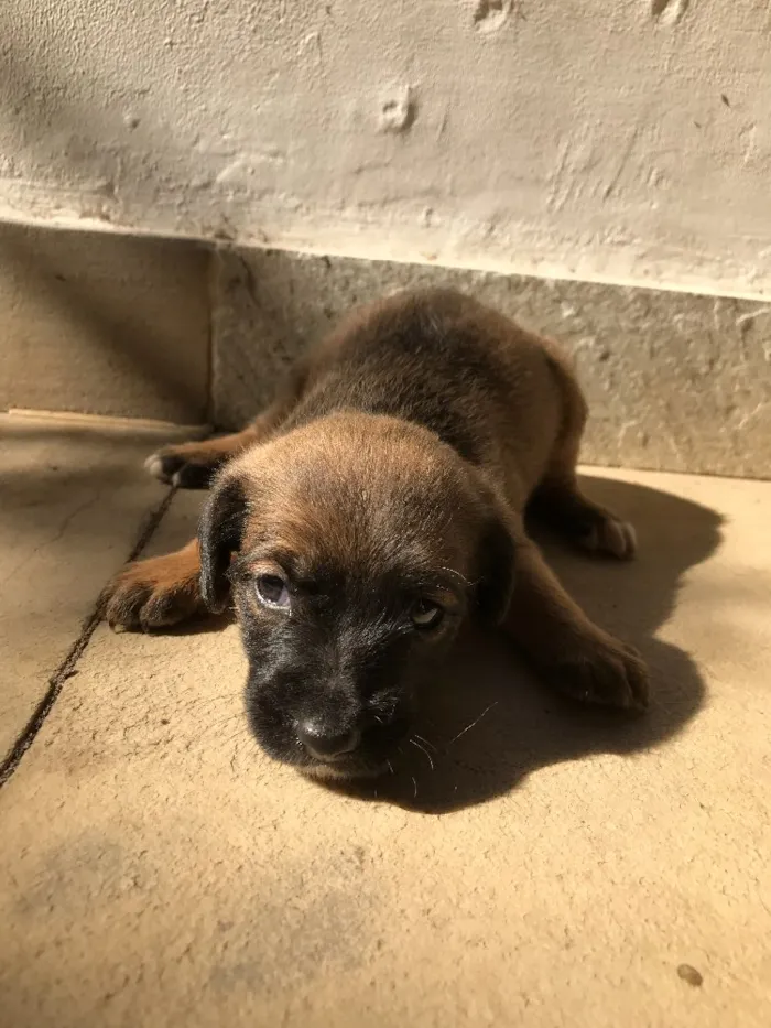 Cachorro ra a Vira-lata idade Abaixo de 2 meses nome Sem nome